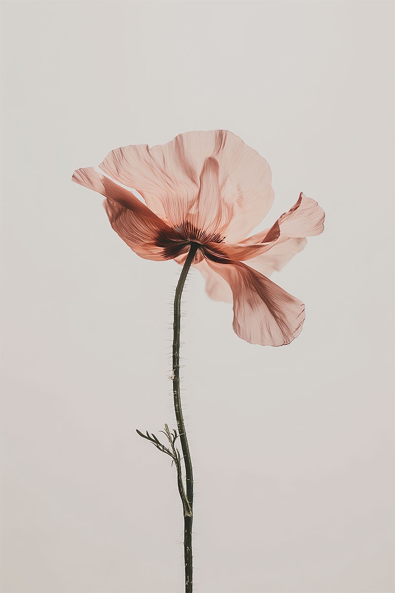 Coclicó Rosa