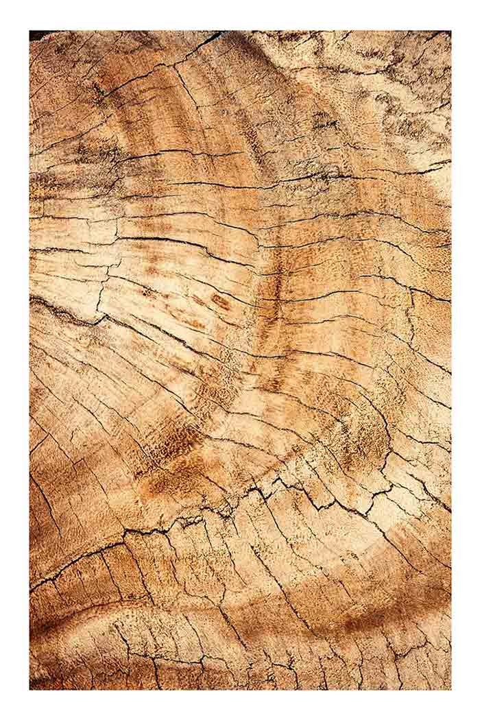 Trunk