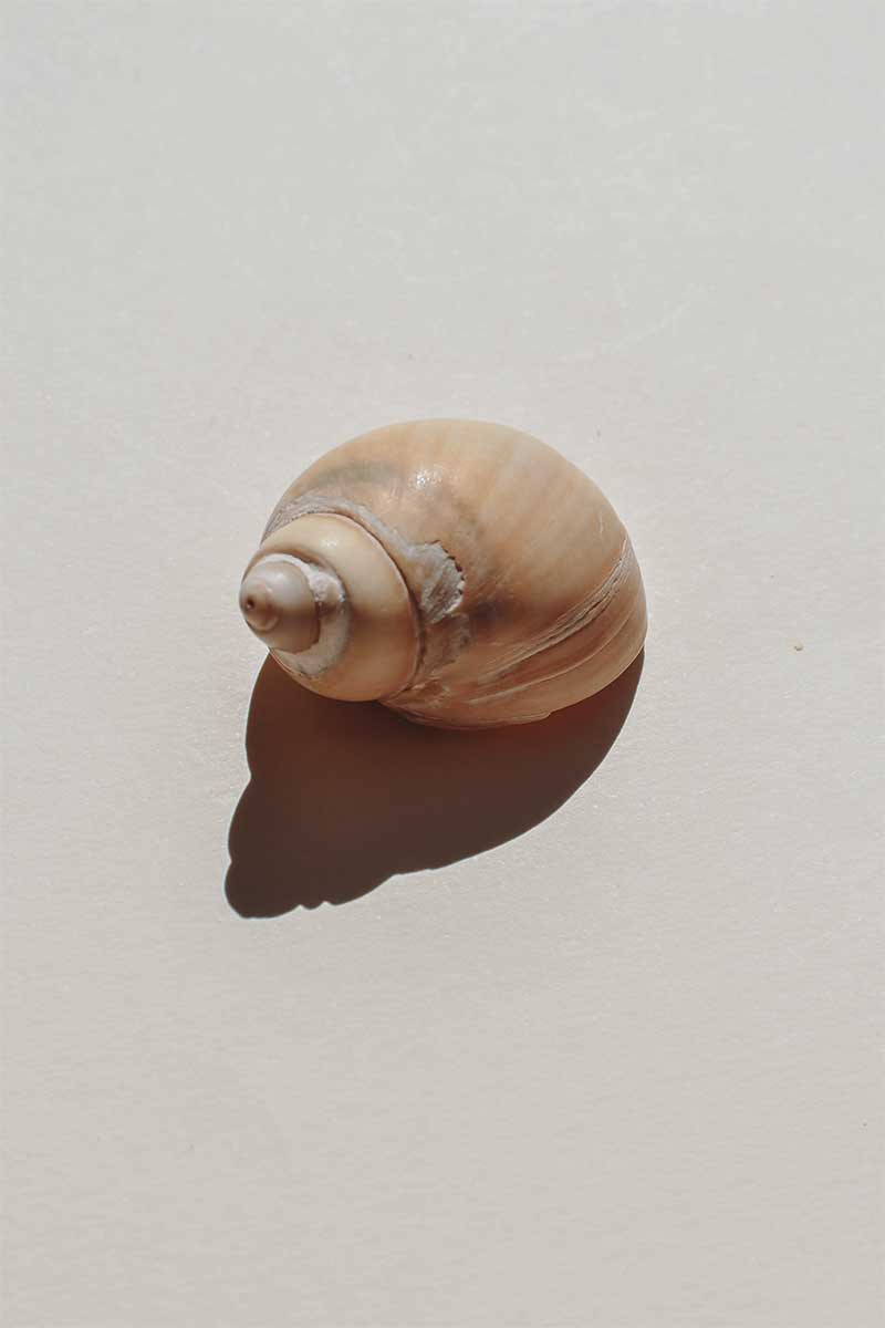 Caracola