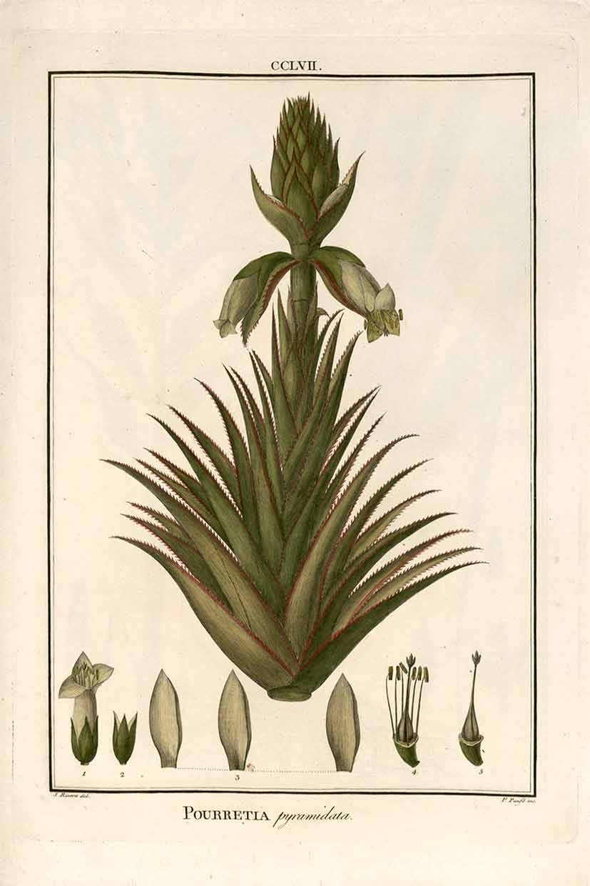 Botánica Farm XXIII