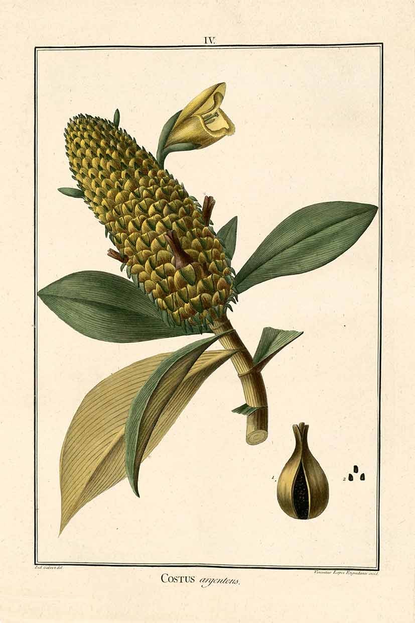 Botánica Farm  VIII