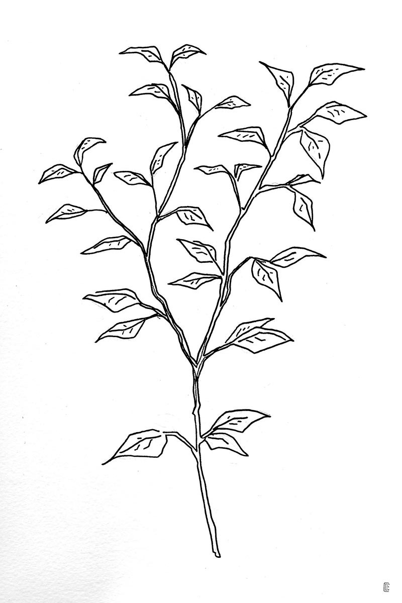 Planta Tinta I