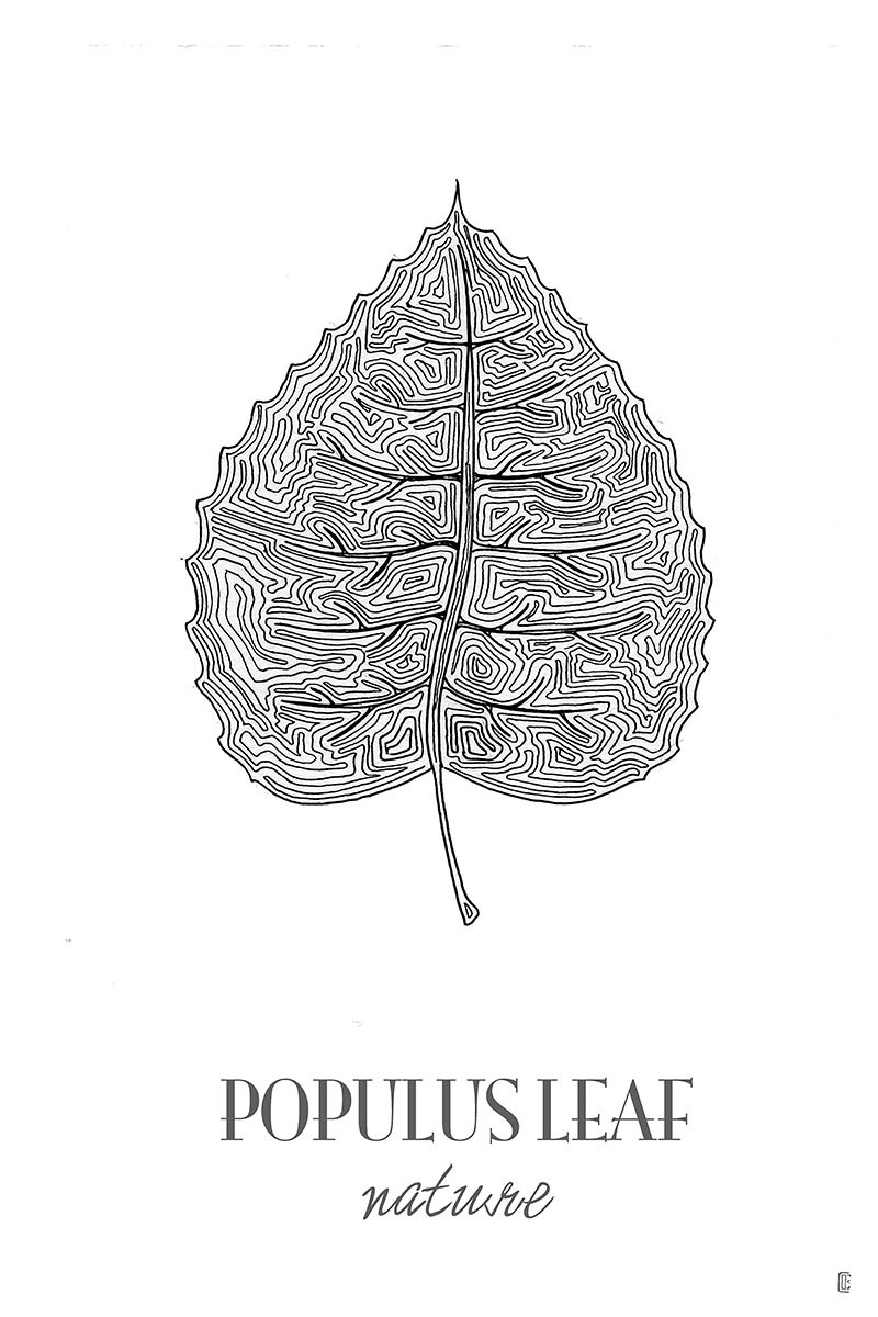 Populus Leaf