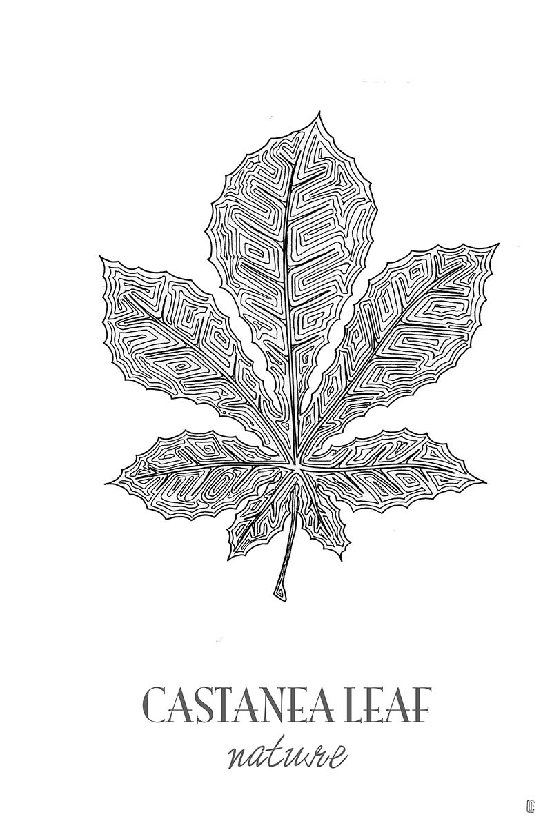 Castanea Leaf
