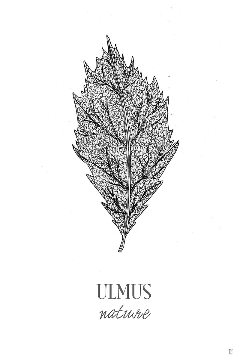 ULmus Leaf