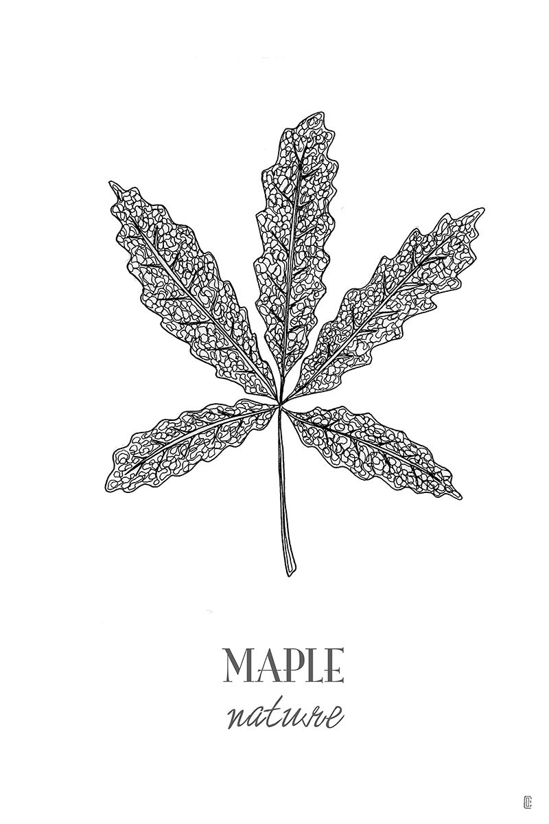 Mapple Leaf II