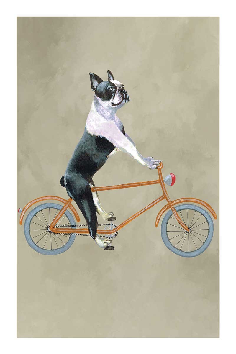 Boston Terrier on Bicycle