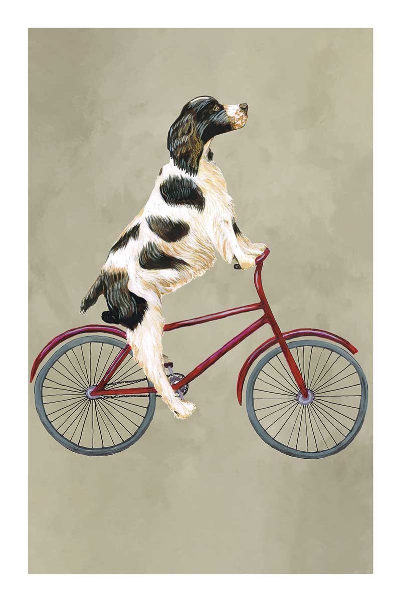 English Springer on Bicycle