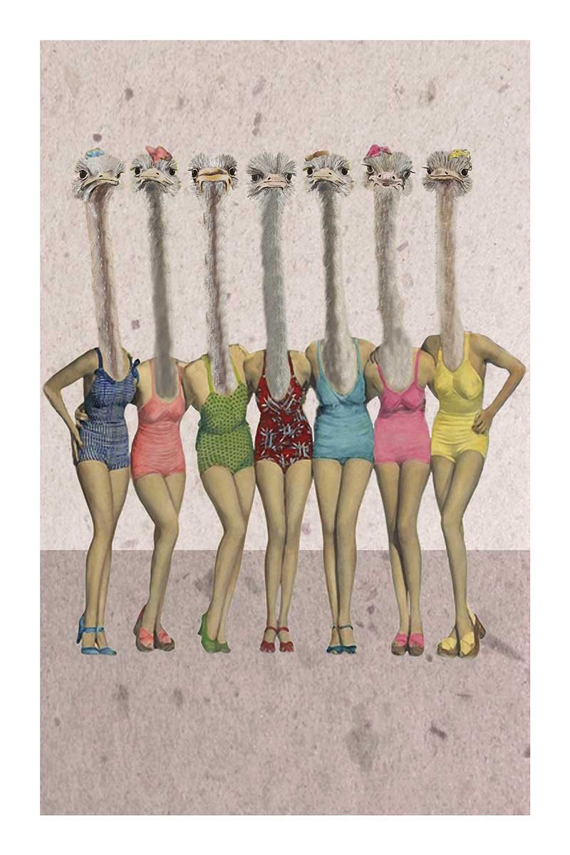 Ostriches in Bathingsuits