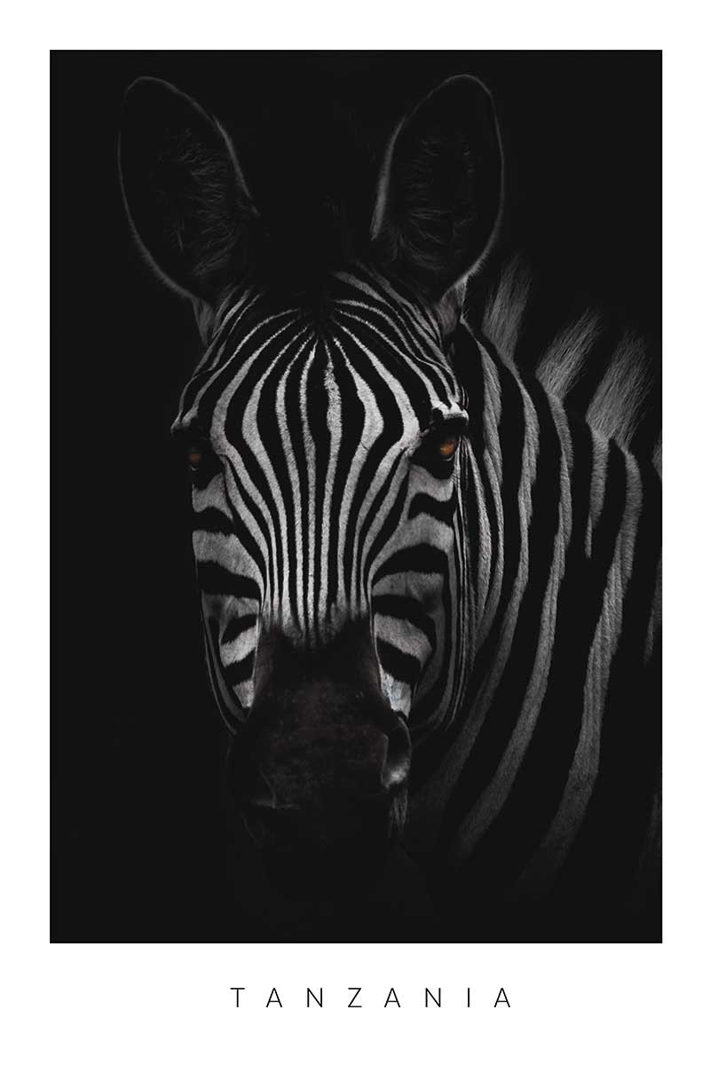 Zebra Tanzania