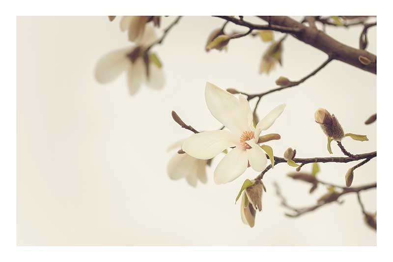 Magnolia