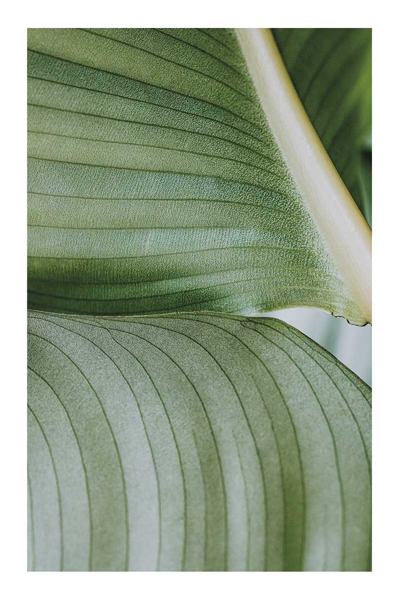 Plant Detail I