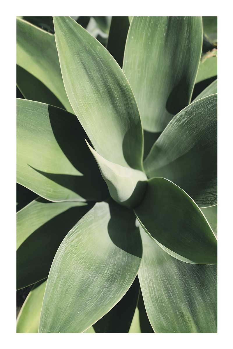 Aloe