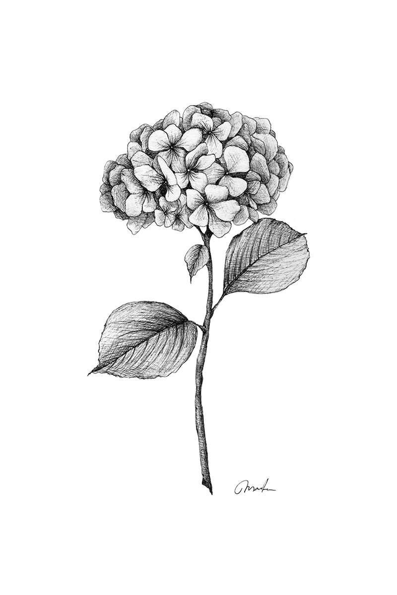 Hortensia