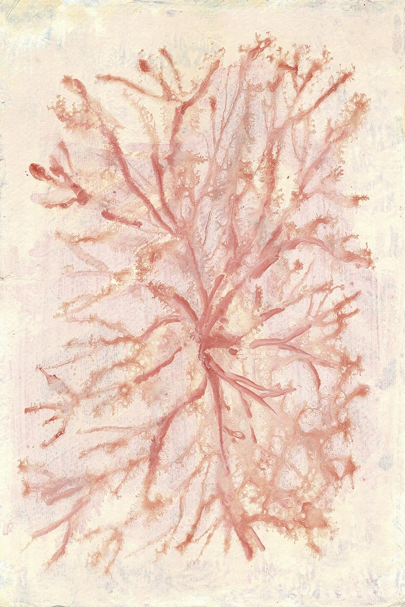 Coral Costero II