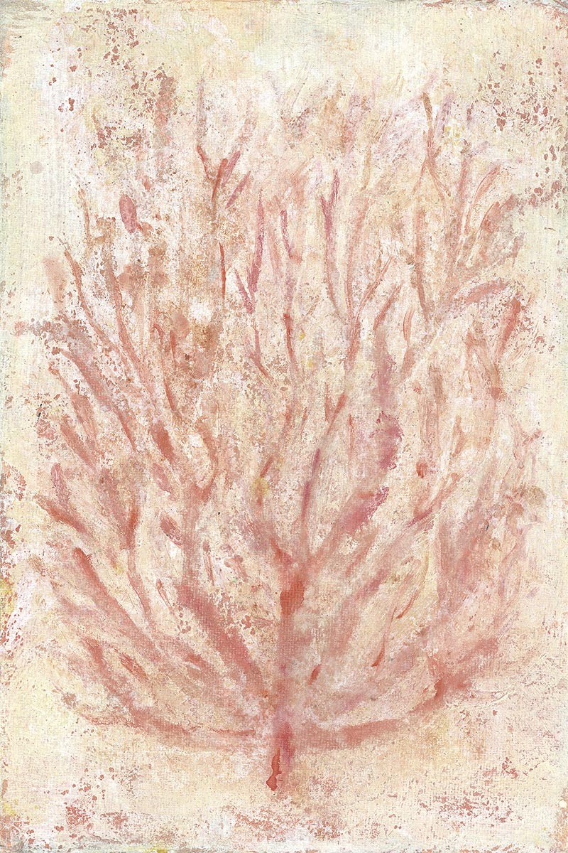 Coral Costero III