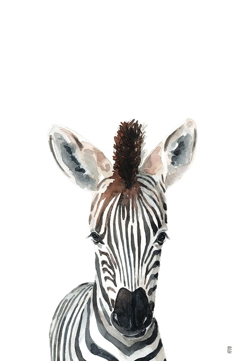 Zebra Portrait