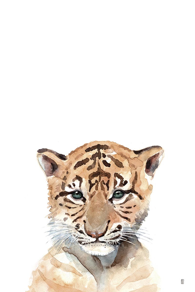 Tiger Portrait