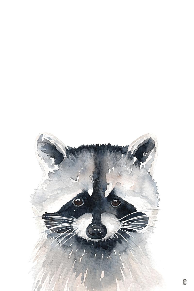 Raccoon Portrait