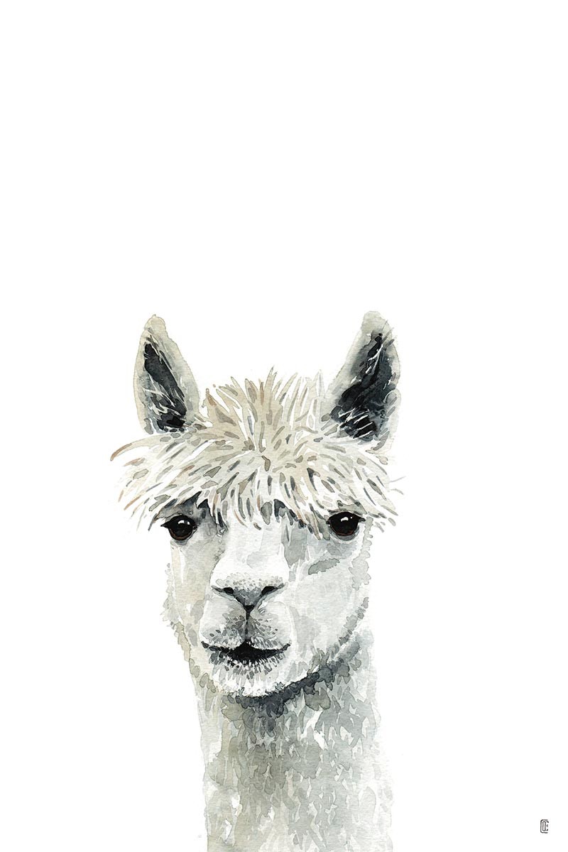 Llama Portrait