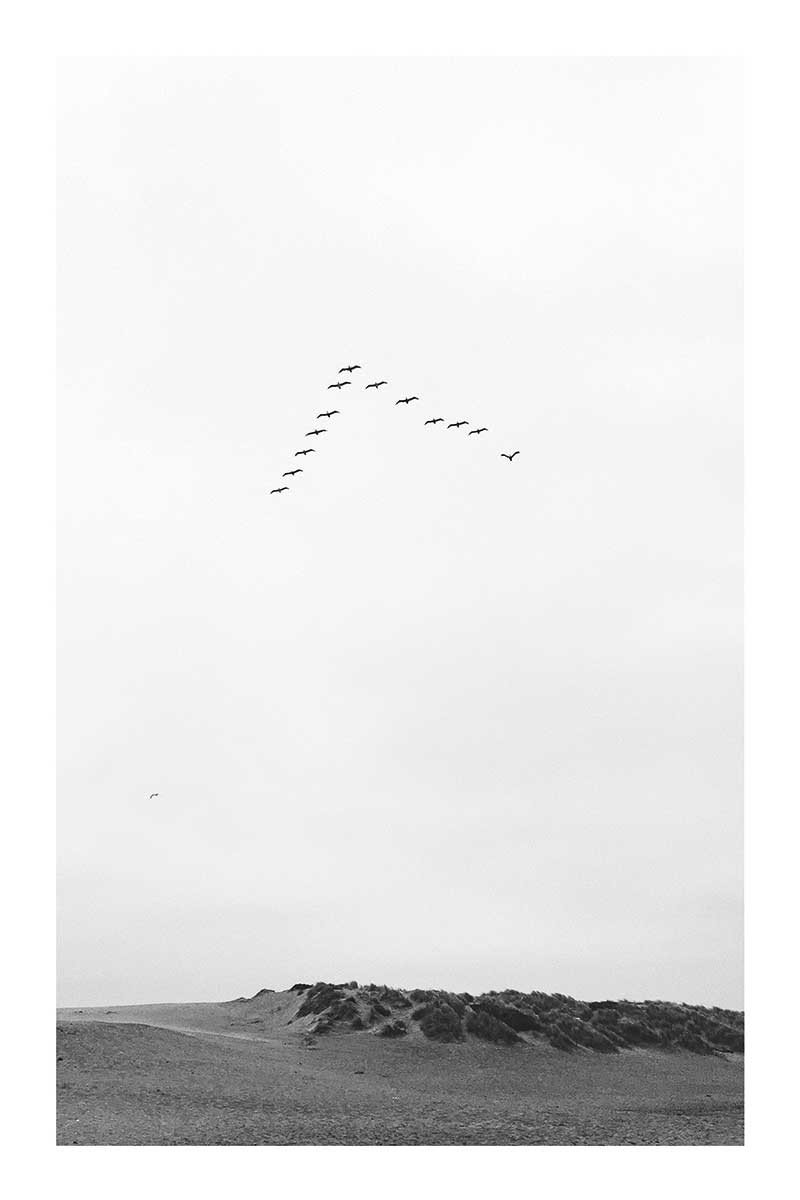 Vuelo Pajaros