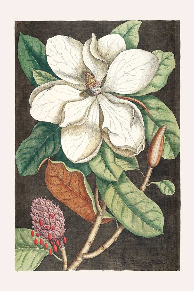 Magnolia