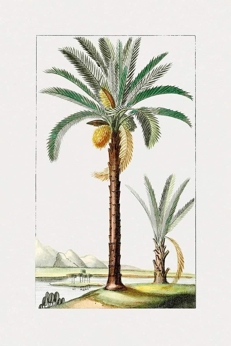 Palmera III