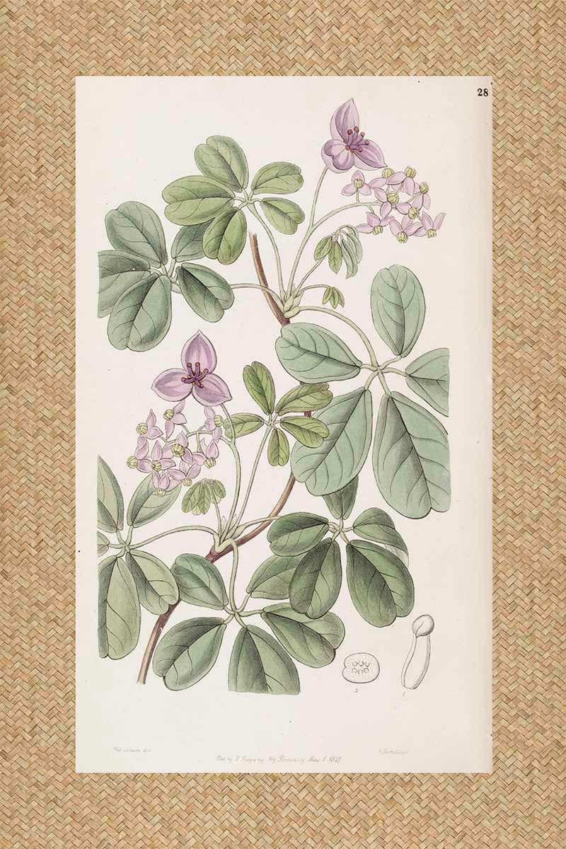 Flores Ratan Malva I