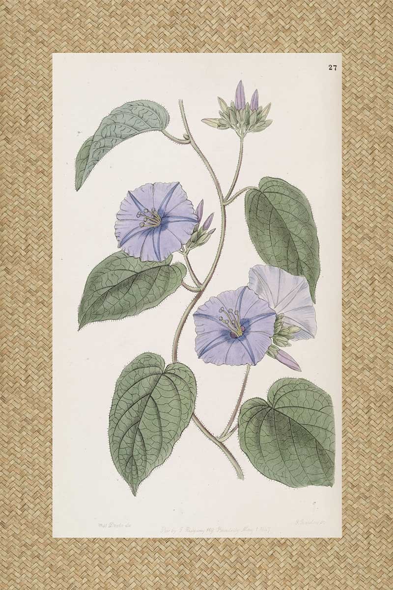 Flores Ratan Malva II