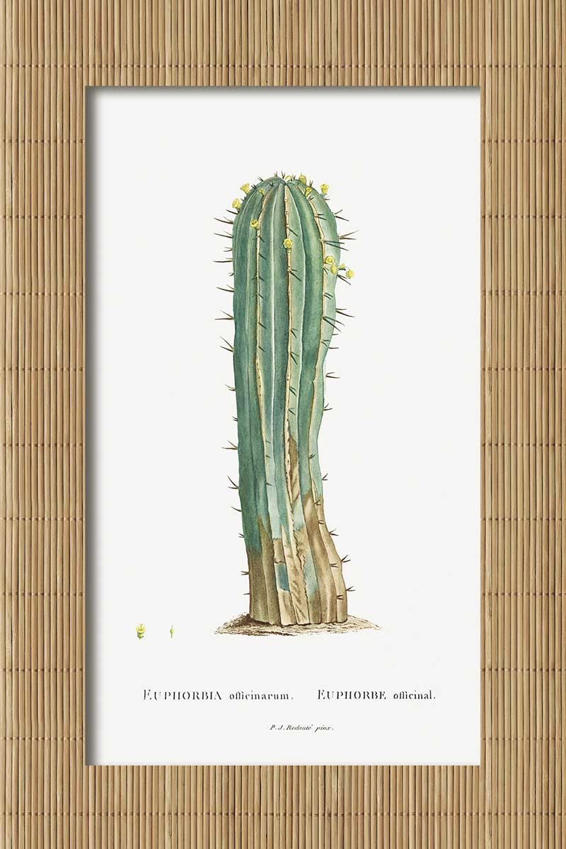 Cactus Caña II