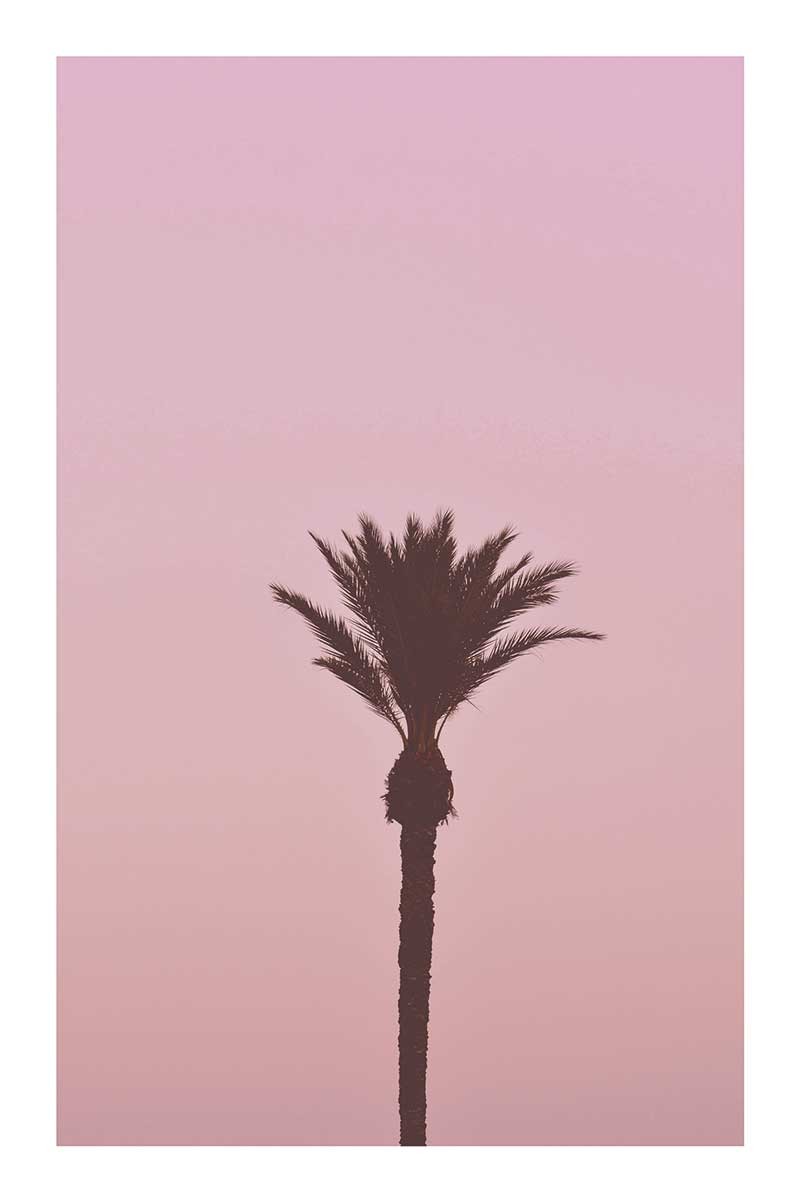 Palmera Rosa