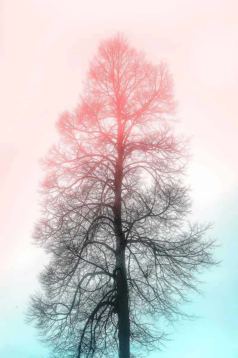 Pink Tree