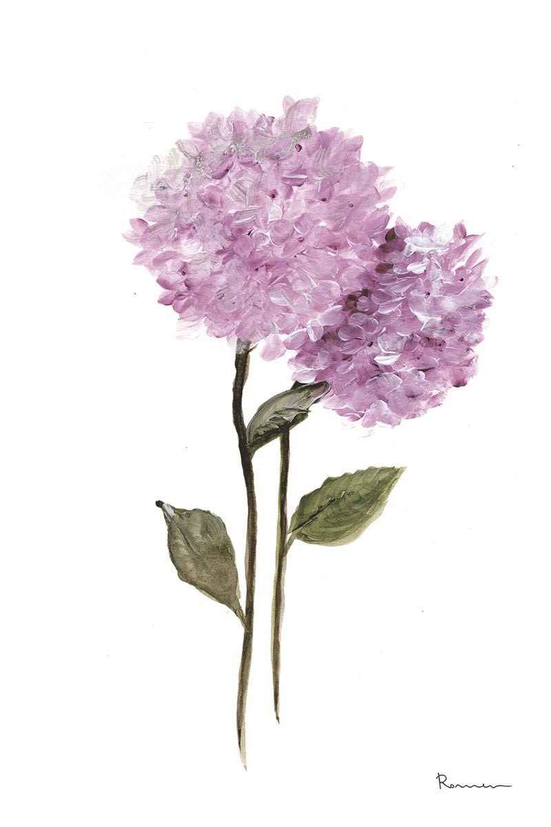 Hortensia Malva II