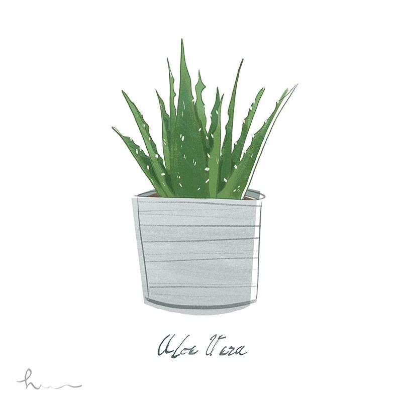 Aloe Vera