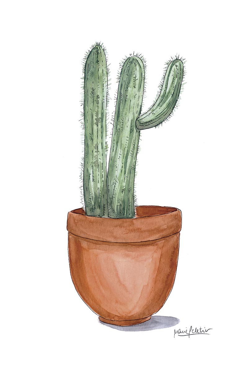 Cactus Peletier Barro