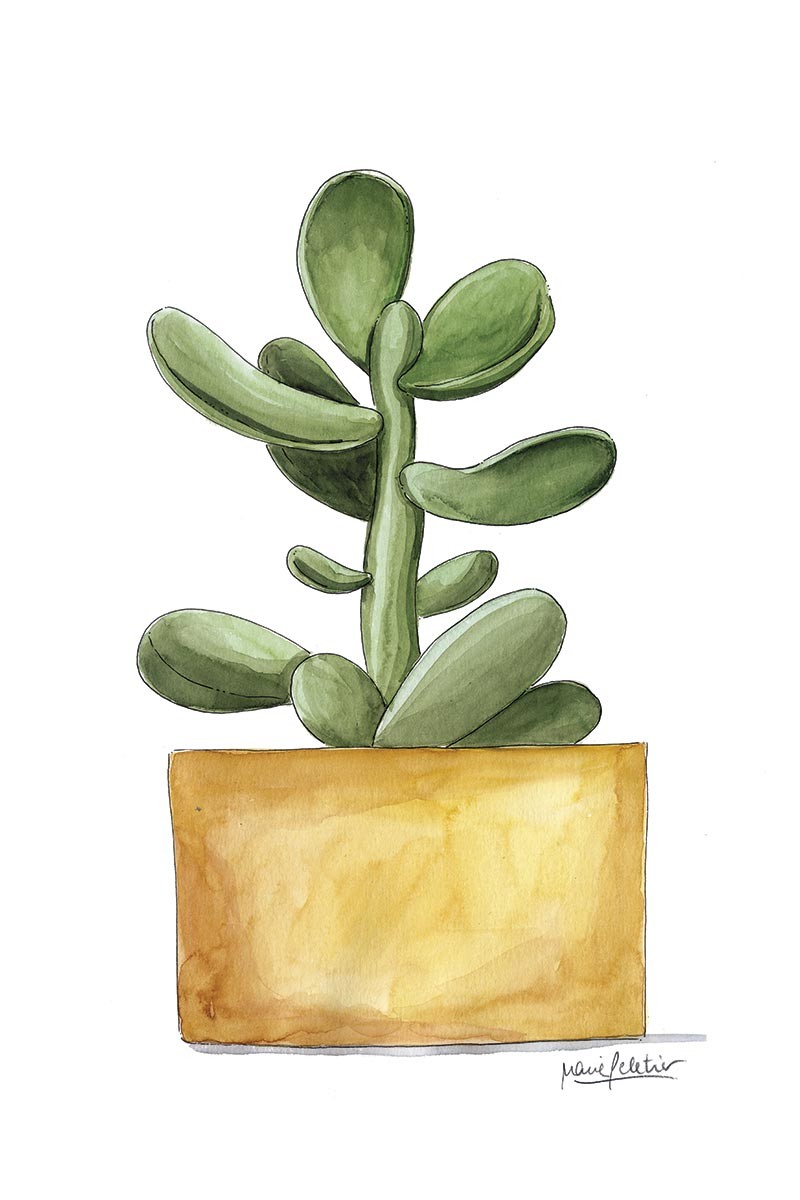 Cactus Peletier Amarillo