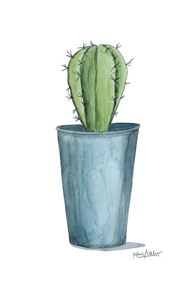 Cactus Peletier Azul