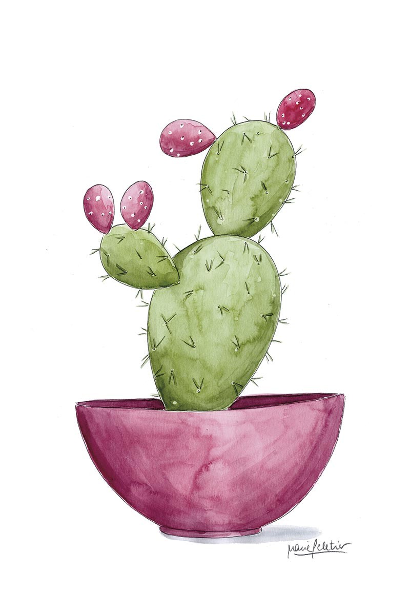 Cactus Peletier Rosa