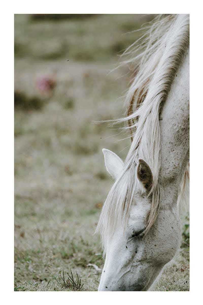 Caballo Blanco