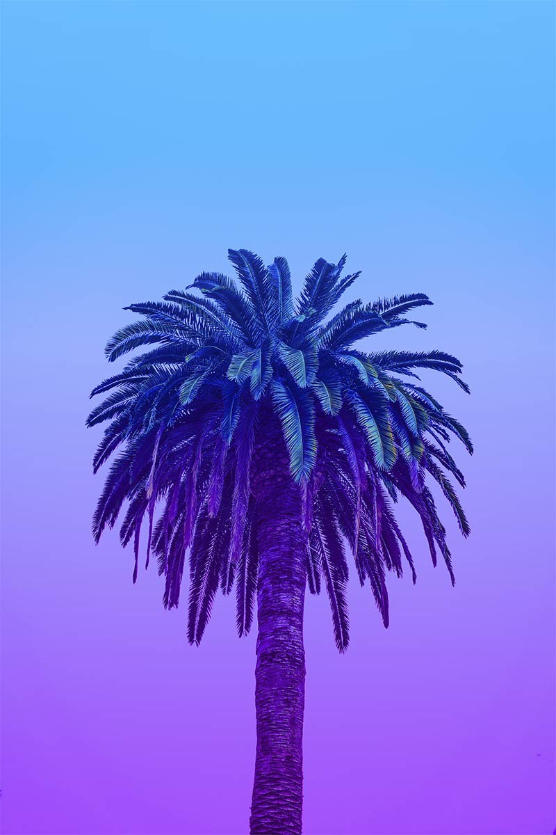 Palmera