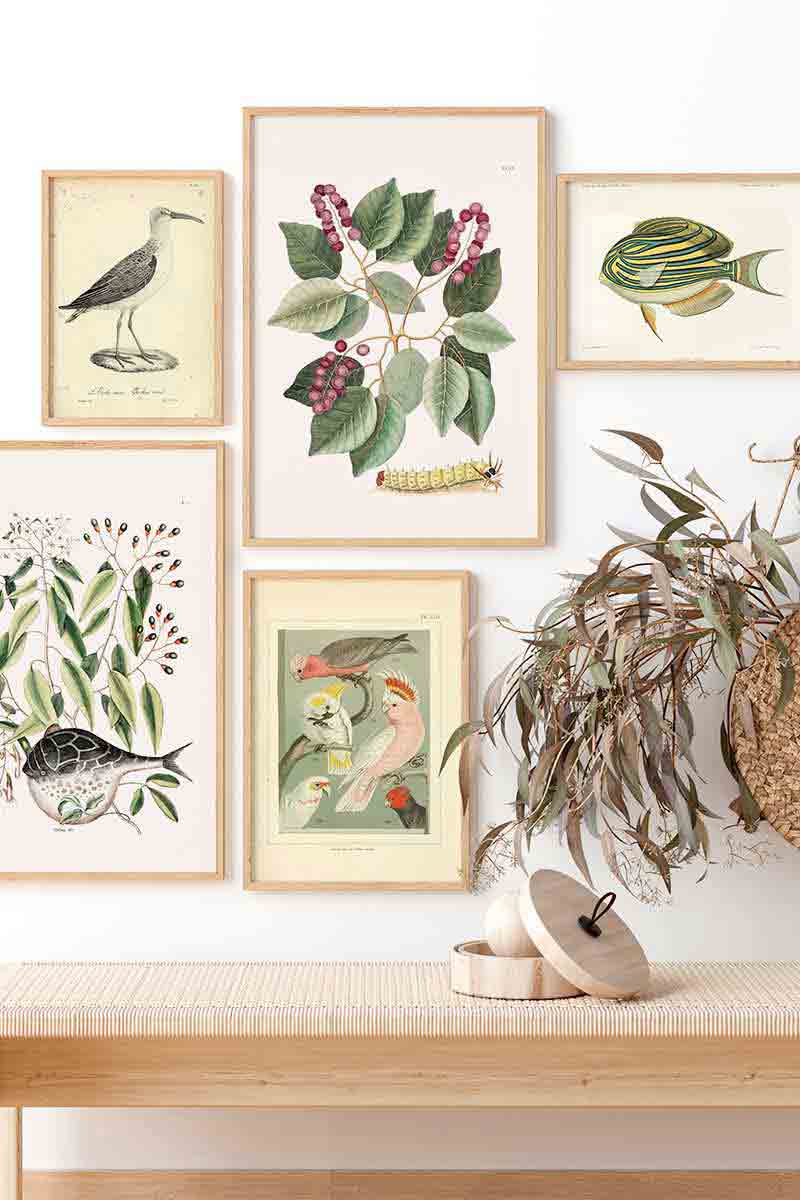 Animales y Plantas VIII 2