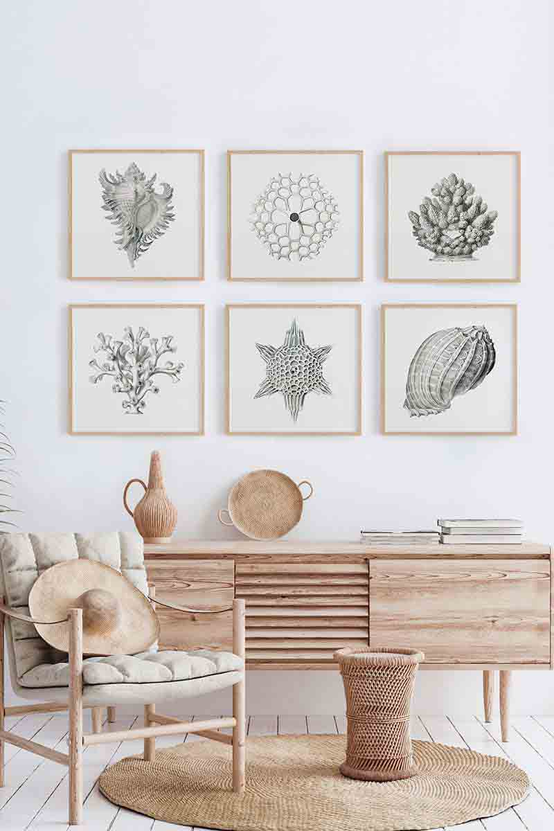 Conchas Marinas VI 2