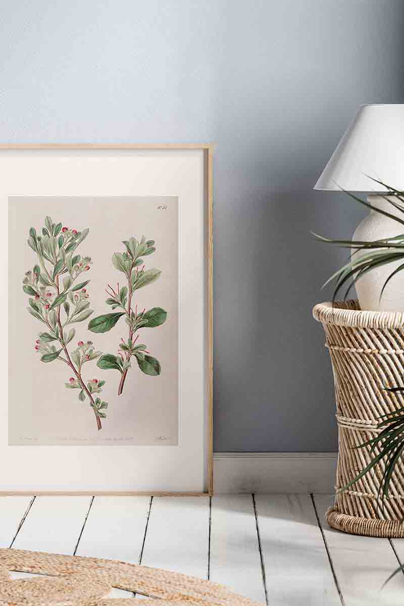 Edwards Botanical VI 2