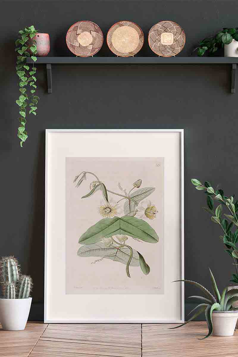 Edwards Botanical VII 2