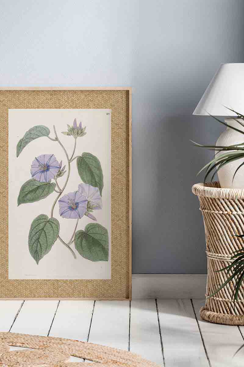 Flores Ratan Malva II 2