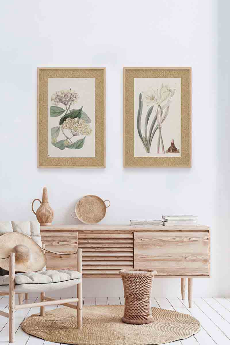 Flores Ratan Blanca I 2