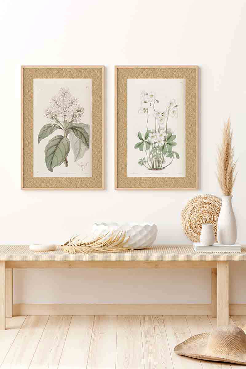 Flores Ratan Blanca II 2