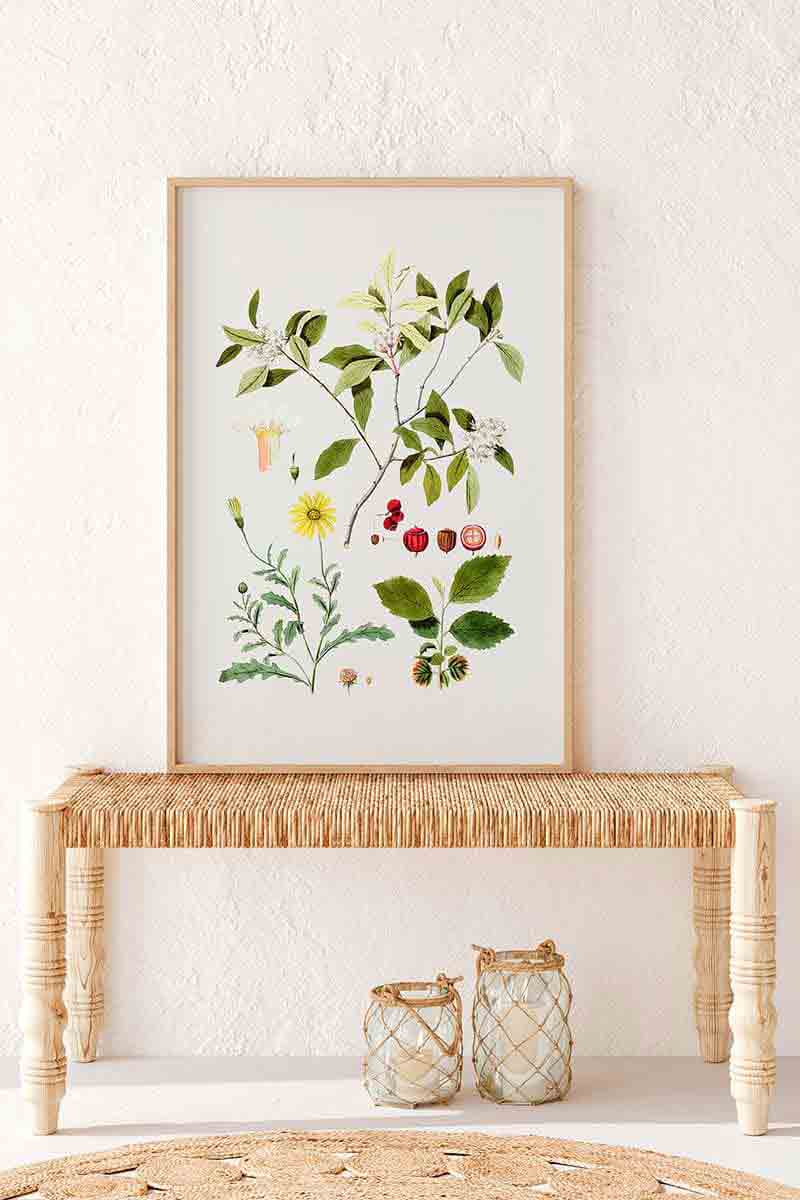 Plantas Silvestres II 2