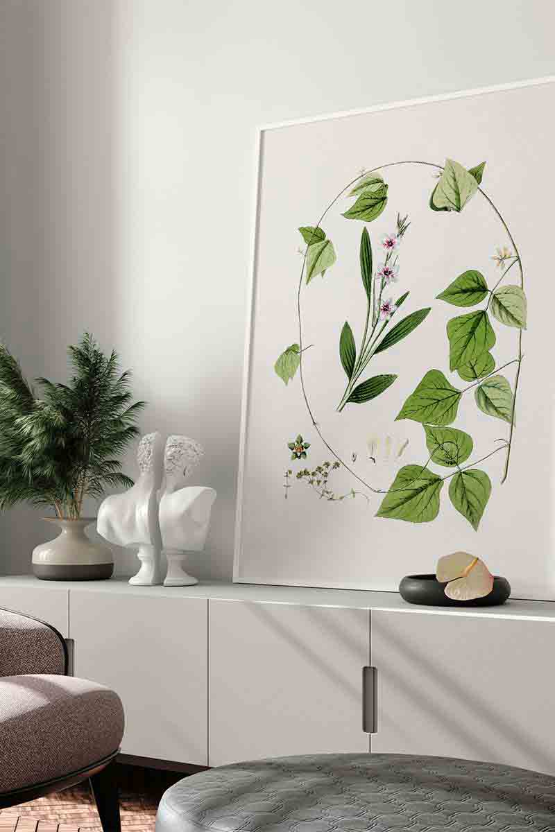 Plantas Silvestres IV 2