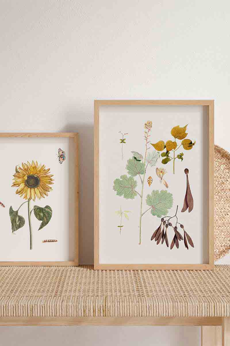 Plantas Silvestres V 2